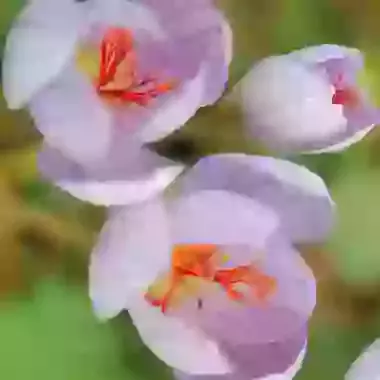 Speciosus Conqueror